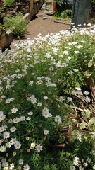 Argyranthemum dissectum