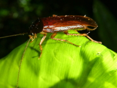 Ischnoptera