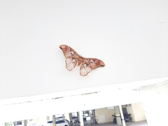 Rothschildia speculifer