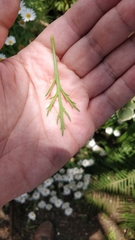 Argyranthemum dissectum