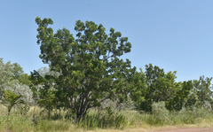 Erythrophleum chlorostachys