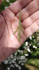 Argyranthemum dissectum