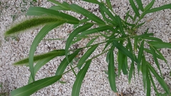 Setaria viridis pycnocoma