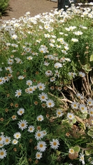 Argyranthemum dissectum