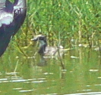 Tachybaptus dominicus