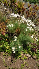 Argyranthemum dissectum