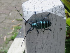 Anoplophora amoena