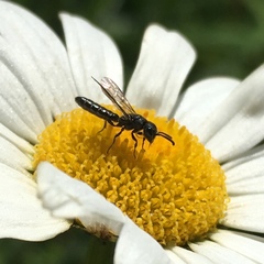 Sapygina decemguttata