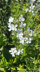 Hesperis matronalis