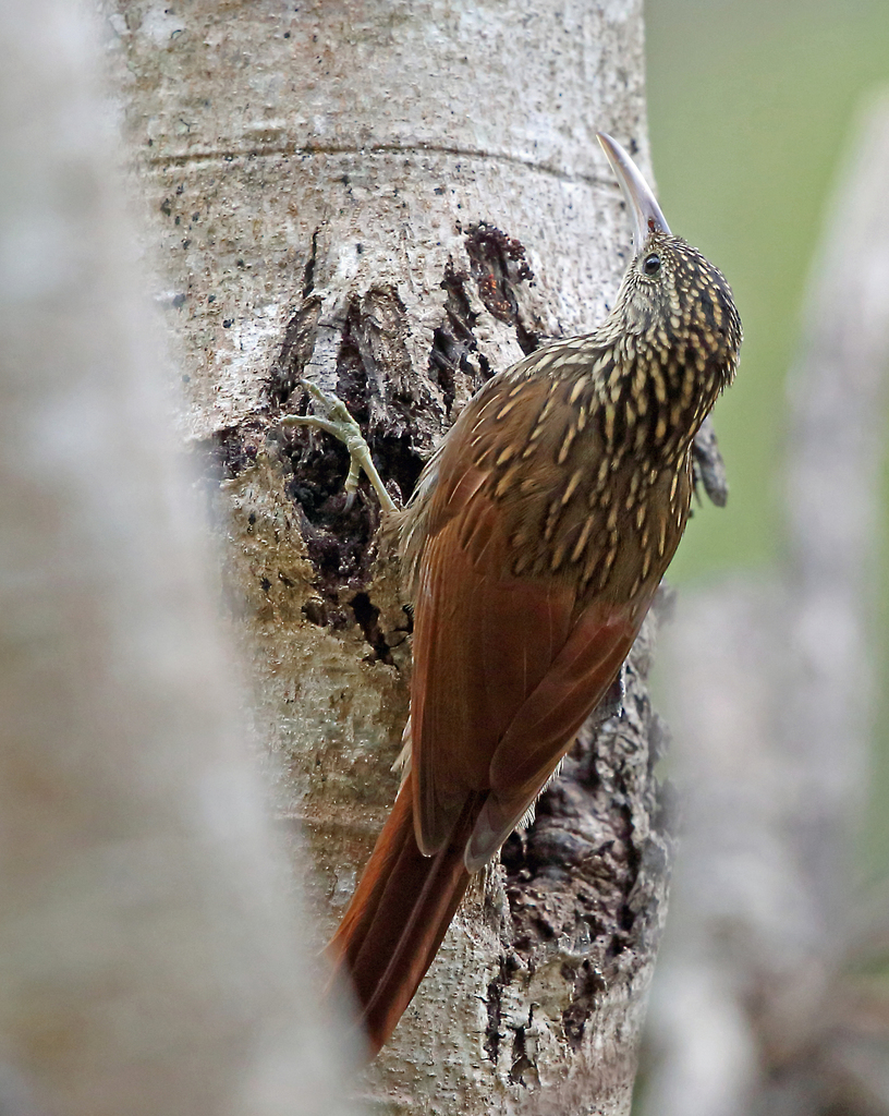 Ivory-billed Woodcreeper