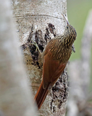 Ivory-Billed Woodcreeper photo 4