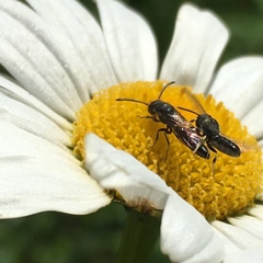 Sapygina decemguttata