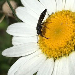 Sapygina decemguttata