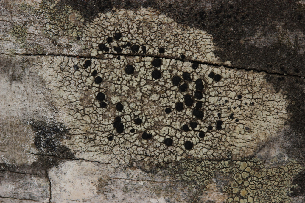 Buellia concinna