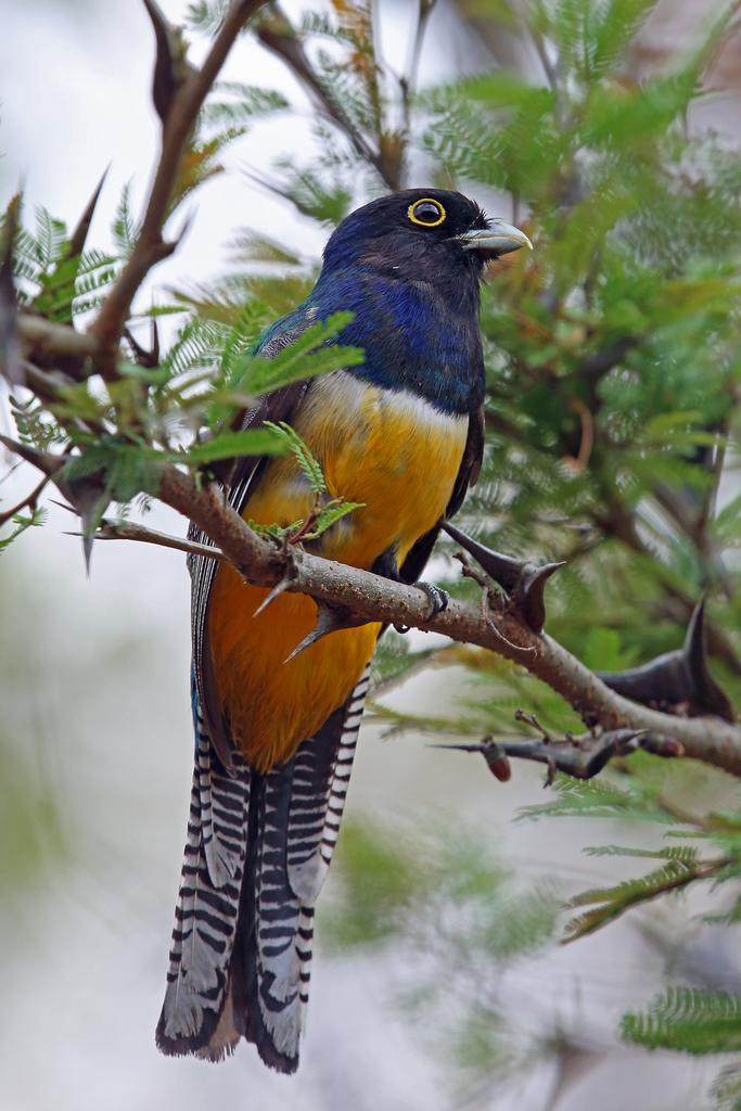 Gartered Trogon