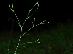 Linum virginianum