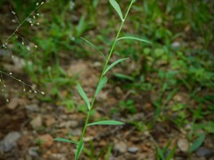 Linum virginianum