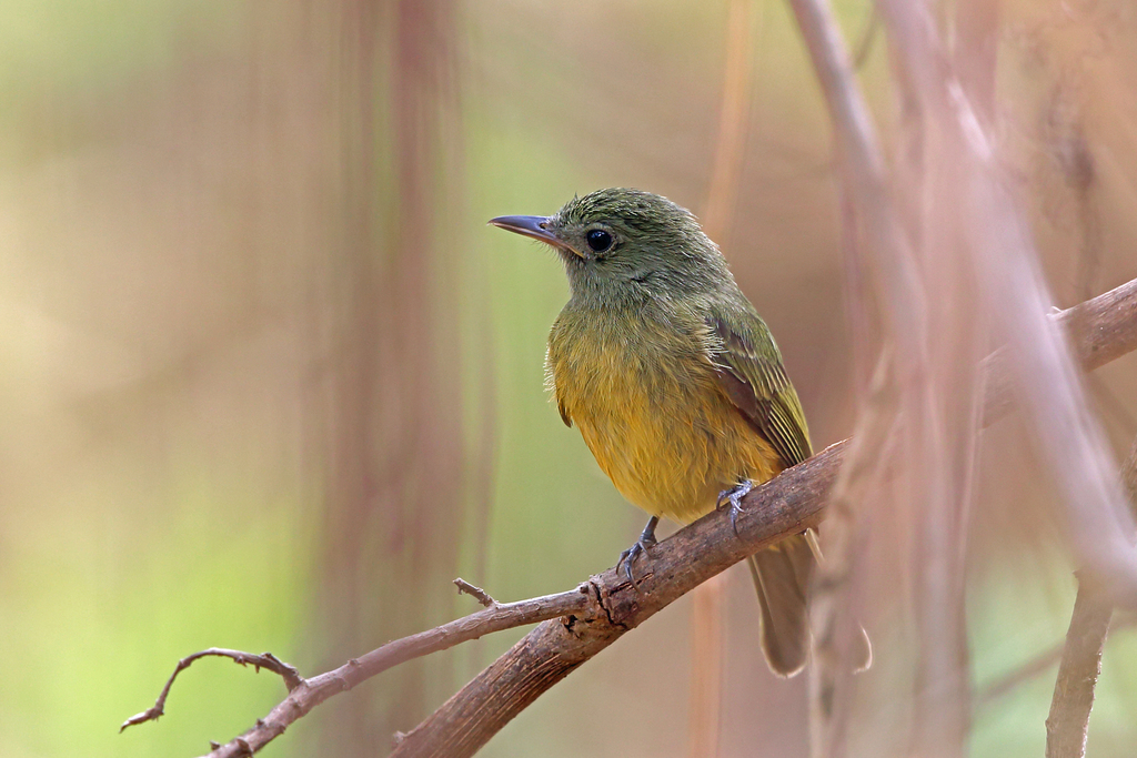 Ochre-Bellied Flycatcher