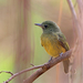 Ochre-bellied Flycatcher - Photo (c) Nigel Voaden, some rights reserved (CC BY)