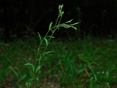 Linum virginianum