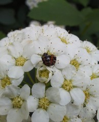 Anthrenus scrophulariae