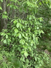 Salix caprea