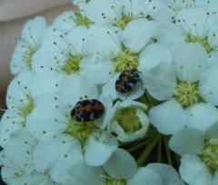 Anthrenus scrophulariae