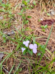 Callisia ornata