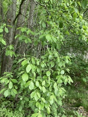 Salix caprea
