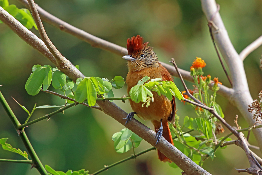 Barred Antshrike