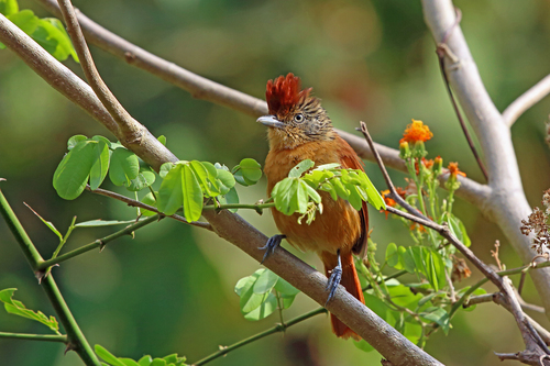 Barred Antshrike