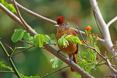 Barred Antshrike photo 3