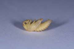 Lucanidae