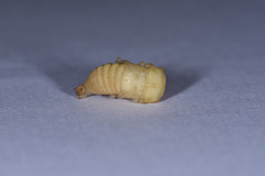 Lucanidae