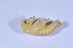 Lucanidae