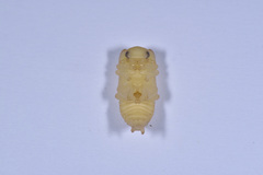 Lucanidae