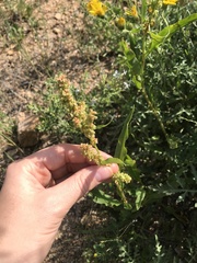 Rumex triangulivalvis