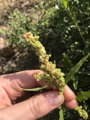 Rumex triangulivalvis