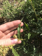 Rumex triangulivalvis
