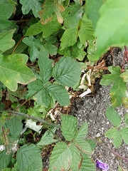 Rubus mougeotii