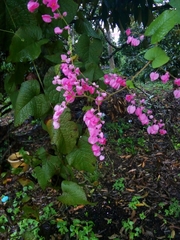 Antigonon leptopus