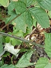 Rubus mougeotii
