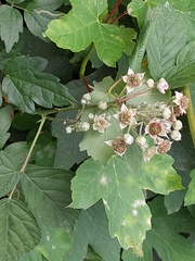 Rubus mougeotii