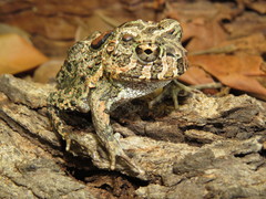 Odontophrynus carvalhoi