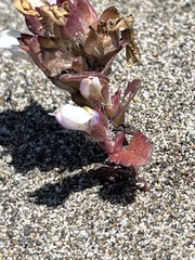 Collinsia corymbosa