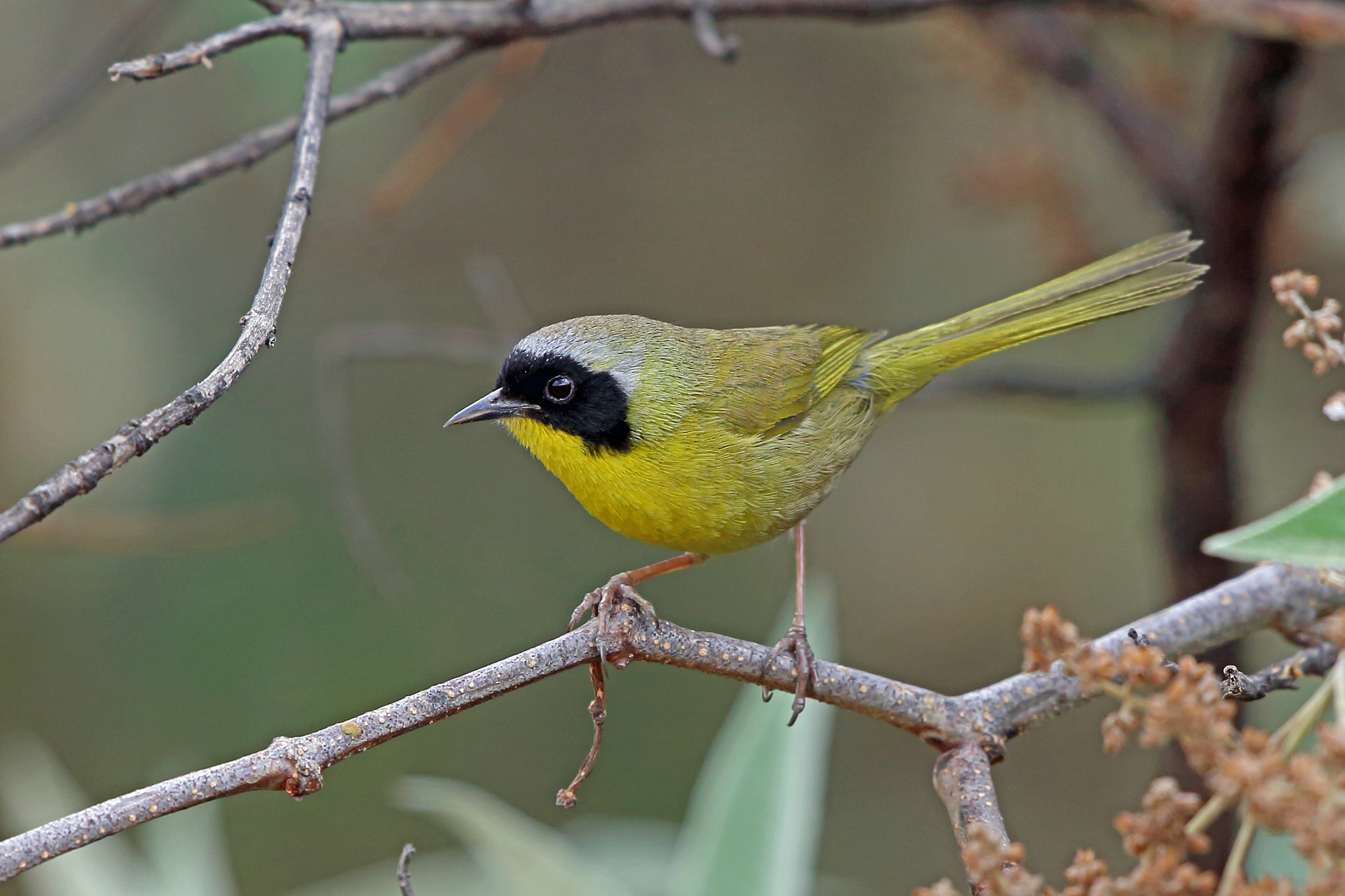 Hooded Yellowthroat illustration