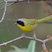 Hooded Yellowthroat - Photo (c) Nigel Voaden, some rights reserved (CC BY)