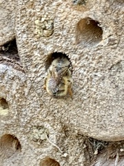 Osmia bicornis