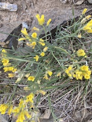 Physaria didymocarpa