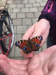 Aglais io